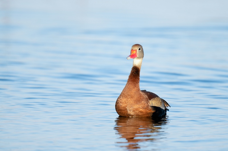 Black-bellied-Whislting-Duck-_A1B3005-Indian-Lake-Estates-FL-