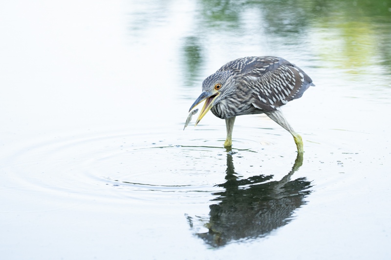 Black-crowned-Night-Heron-juvenile-catching-small-dead-fish-_A1B2011-North-Tampa-Rookery-FL-