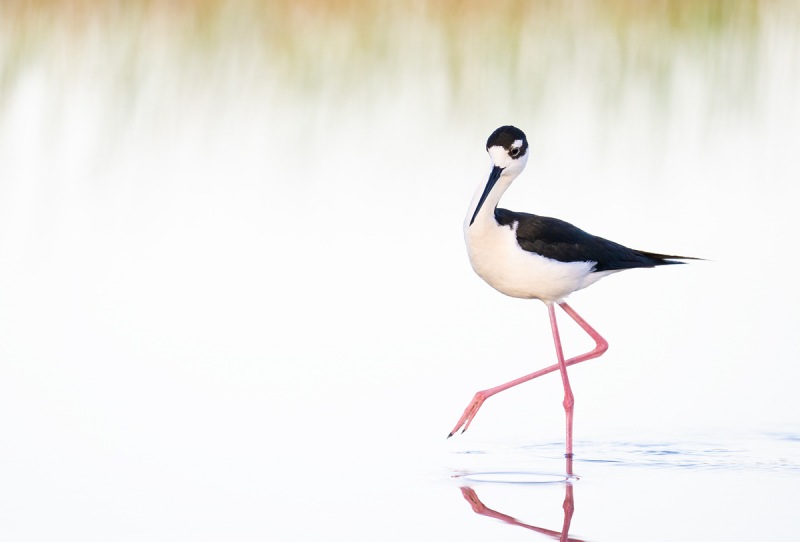 Black-necked-Stilt-balleriina-pose-_A1A5966-Indian-Lake-Estates-FL-