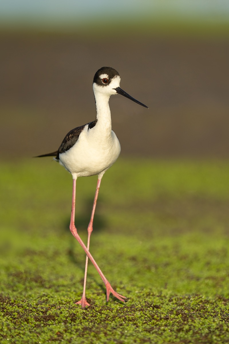 Black-necked-Stilt-female-on-vegetation-covered-mud-bar_A1B3484-Indian-Lake-Estates-FL-