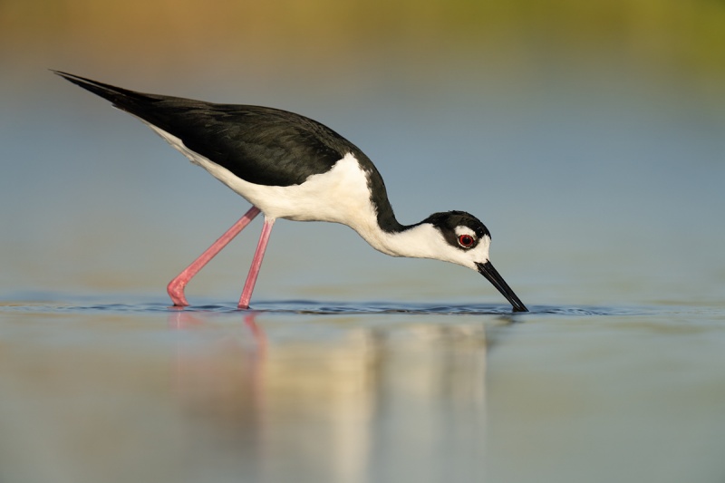 Black-necked-Stilt-male-feeding-_A1A7803-Indian-Lake-Estates-FL-