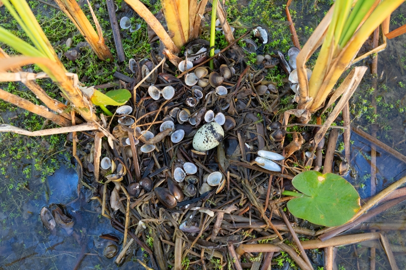 Black-necked-Stilt-nest-with-one-egg-_A1B2225-Indian-Lake-Estates-FL-