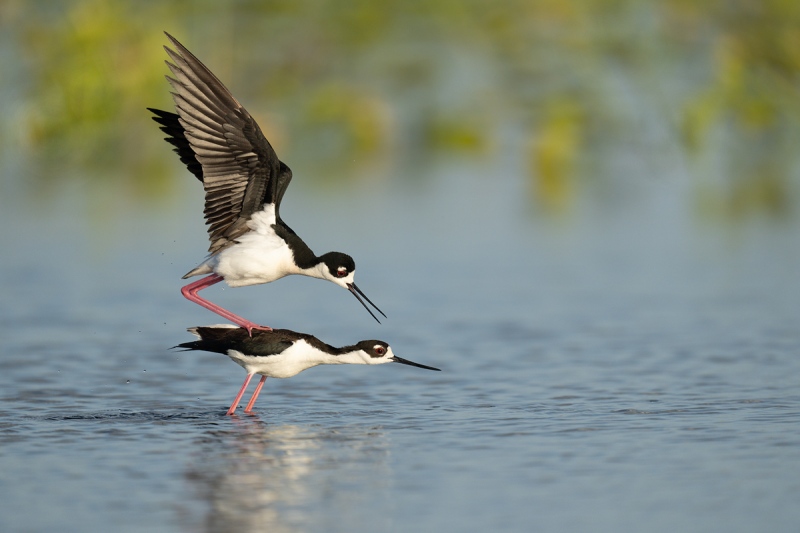 Black-necked-Stilt-pre-copulatory-stand-_A1A5070-Indian-Lake-Estates-FL-