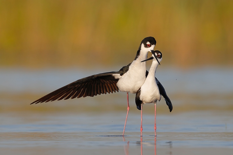 Black-necked-Stilts-courting-behavior-II_74I4383-Indian-Lake-Estates-Florida-USA