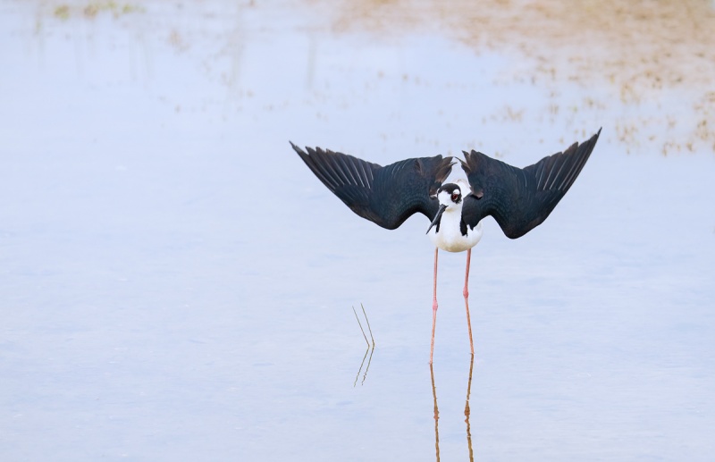 Black-necked-Stitl-nest-distraction-display-_A1B3017-Indian-Lake-Estates-FL-