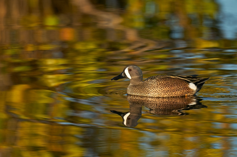 Blue-winged-Teal-drake-_A9B8615-Merritt-Island-NWR-FL