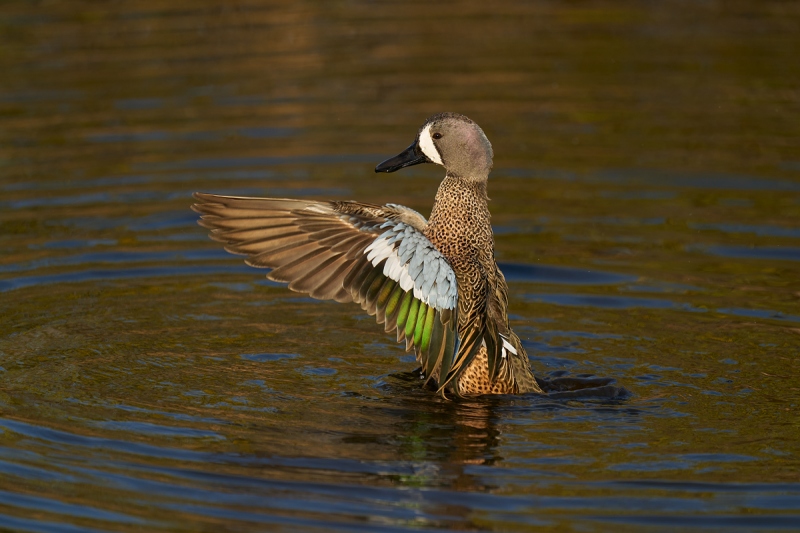 Blue-winged-Teal-drake-flapping-after-bath-_A9B9109-Merritt-Island-NWR-FL