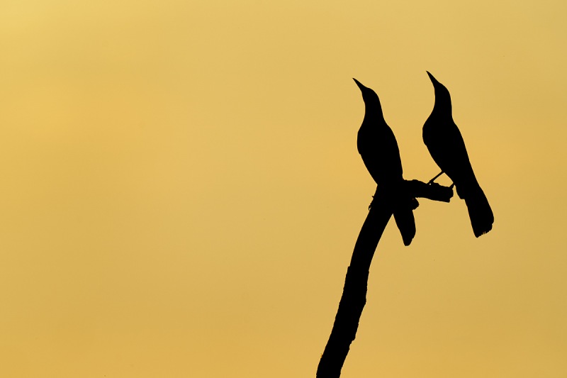 Boat-taiiled-Grackles-displaying-males-_A9B0163-Indian-Lake-Estates-FL