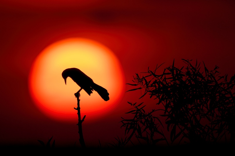 Boat-tailed-Grackle-at-sunset-_A1A5803-Indian-Lake-Estates-FL