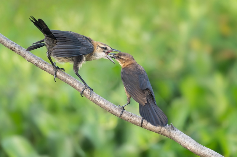 Boat-tailed-Grackle-feeding-young-_A1A7408-Lake-Kissimmee-FL-