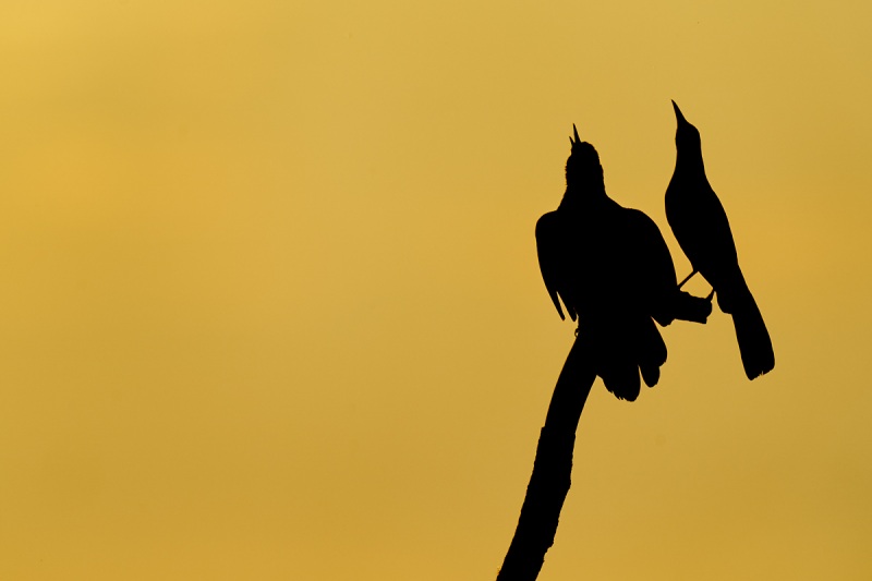 Boat-tailed-Grackle-males-one-singing-_A9B0170-Indian-Lake-Estates-FL