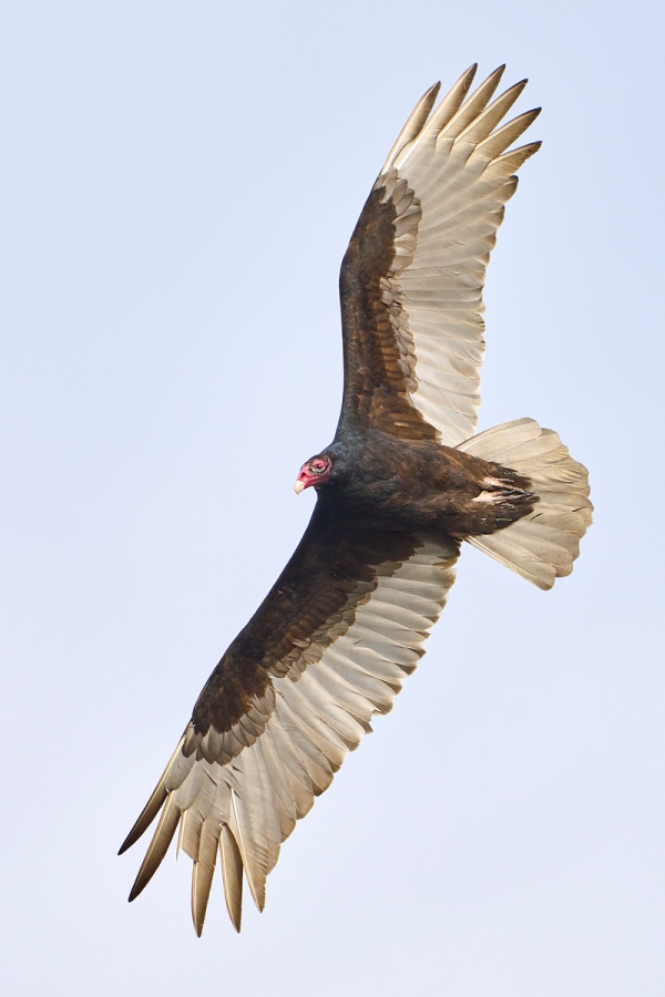 Bob-Eastman-Turkey-Vulture-1