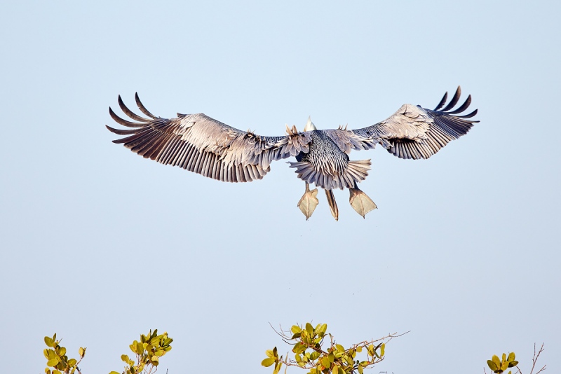 Brown-Pelican-braking-to-land-wind-against-sun-_91A0638-Merritt-Island-NWR-FL