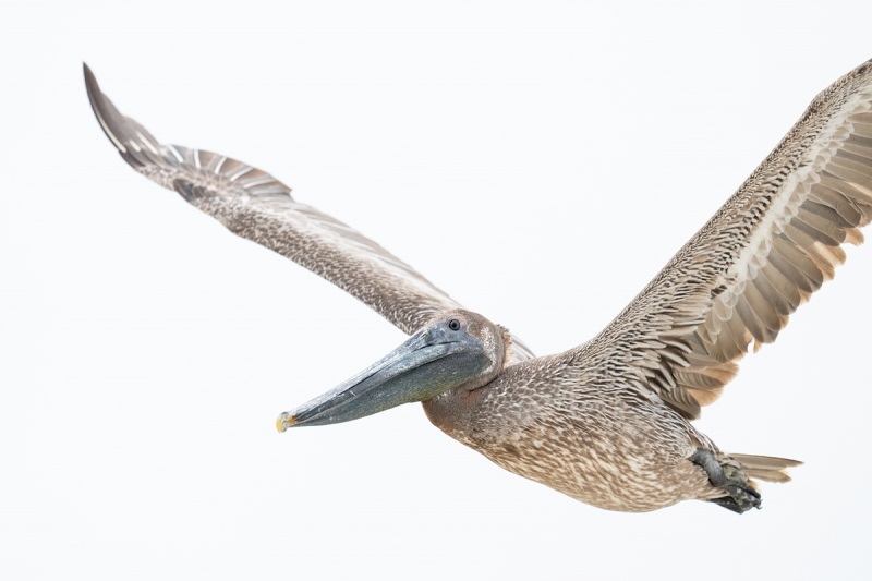 Brown-Pelican-immature-white-sky-flight-_A1B4476-Jacksonville-FL