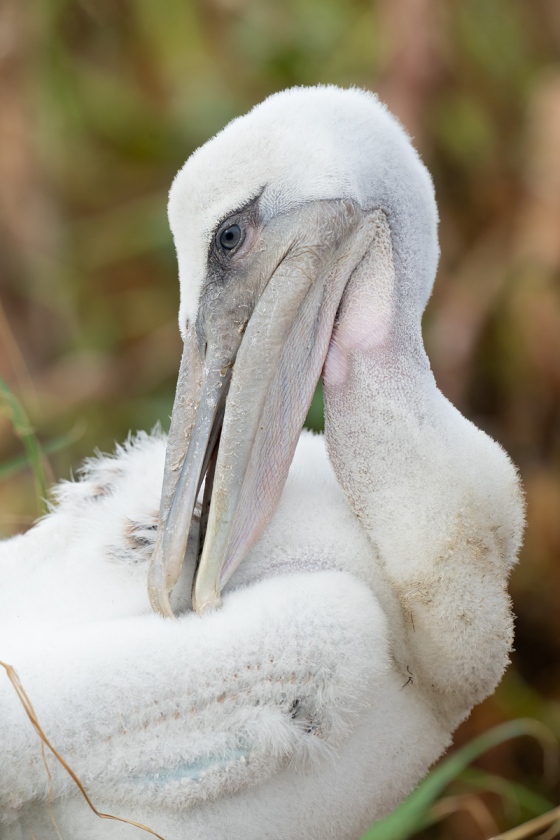 Brown-Pelican-large-chick-preening-_A1B2810-Jacksonville-FL