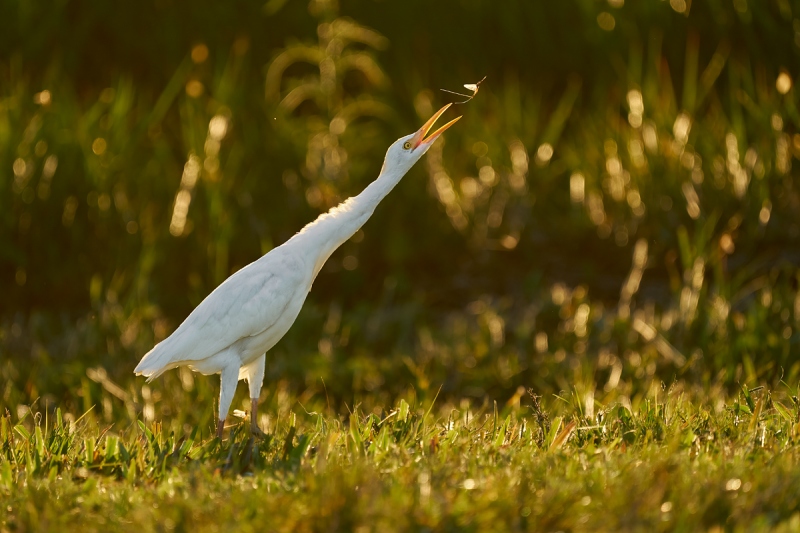 Cattle-Egret-backlit-LESS-BLUE-catching-mayfly-_A925885-Indian-Lake-Estates-FL-1