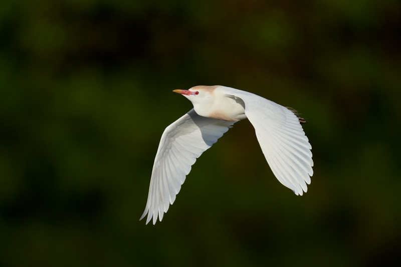 Cattle-Egret-breeding-plumage-HH-840mm-flight-_A1A3335-Stick-Marsh-Fellsmere-FL