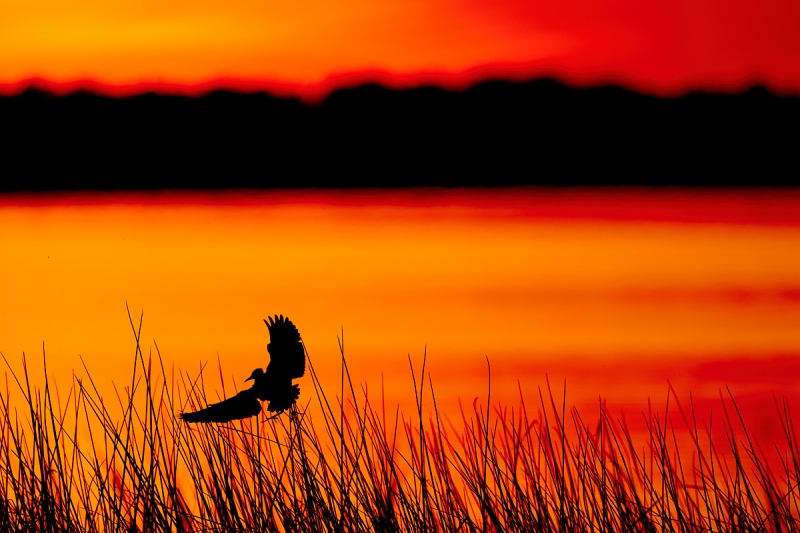 Cattle-Egret-landing-at-evening-roost-in-reeds-_A9B6799-Indian-Lake-Estates-FL-1