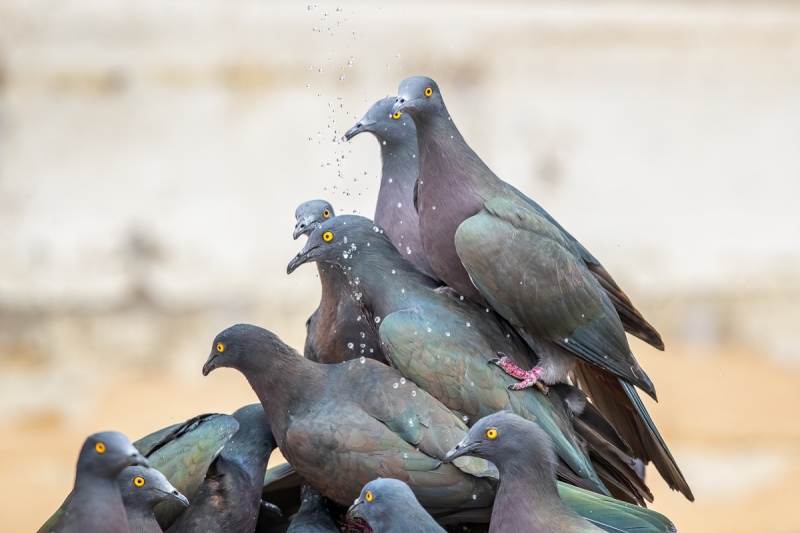 Christmas-Island-Pigeons