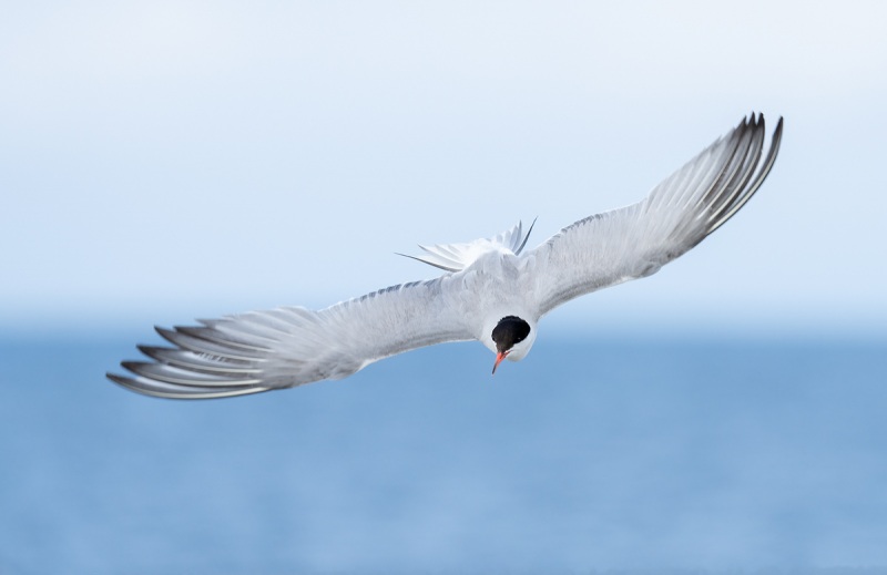 Commn-Tern-beginning-dive-_A1B6549-Nickerson-Beach-Lido-Beach-NYA