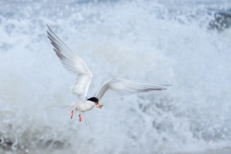 Commn-Tern-with-Mole-Crab-for-young-_A1B5429-Nickerson-Beach-Lido-Beach-NYA