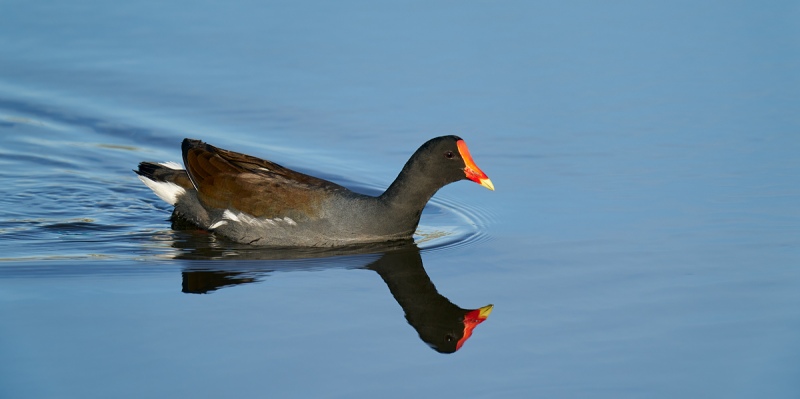 Common-Moorhen-swimming-_A9B9057-Merritt-Island-NWR-FL