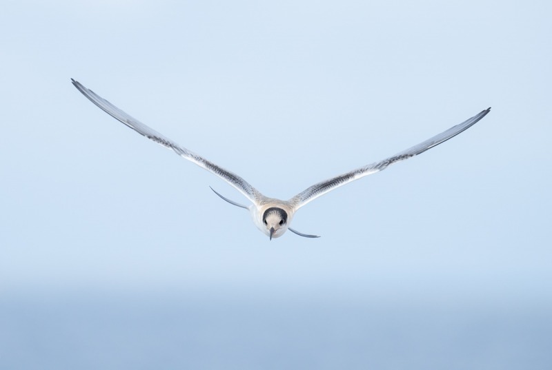 Common-Tern-juvenile-in-flight-_A1B5599-Nickerson-Beach-Lido-Beach-NYA