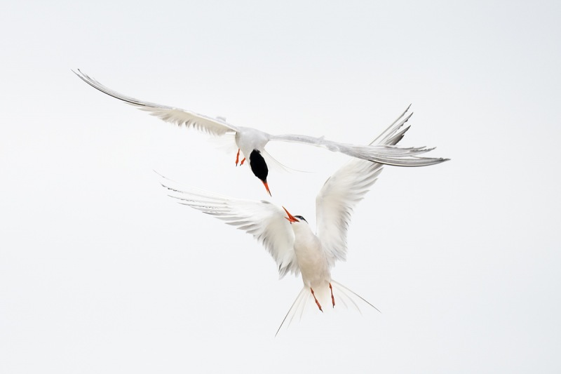 Common-Tern-midair-battle-_A1B5646-Nickerson-Beach-Lido-Beach-NY