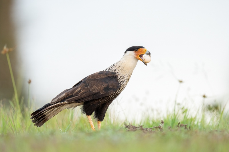 Crested-Caracara-w-turtle-egg-_A1B6111-Indian-Lake-Estates-FL-