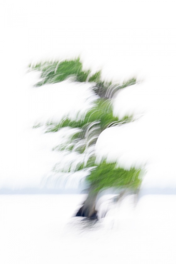 Cypress-Tree-blur-_A1A7513-Lake-Blue-Cypress-FL-copy