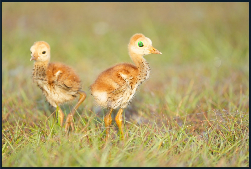 DPP-4-AF-pts-two-crane-chicks-1