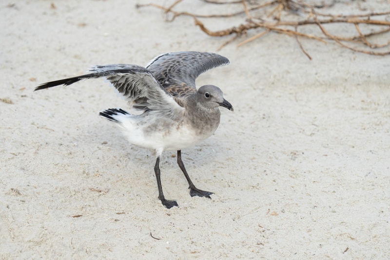 De-Rosa-Laughing-Gull-flapping-juvenile-_A1B1542-Jacksonville-FL