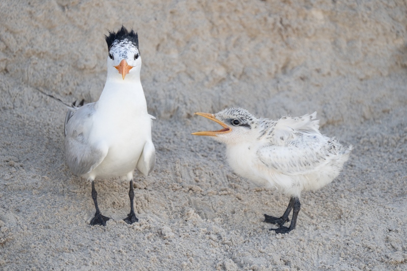 De-Rosa-Royal-Tern-chick-begging-_A1B0795-Jacksonville-FL