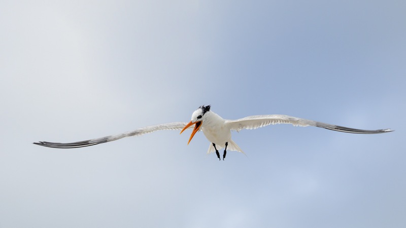 De-Rosa-Royal-Tern-screaming-in-flight-_A1B2947-Jacksonville-FL