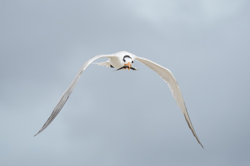 De-Rosa-Royal-Tern-with-fish-for-chick-_A1B3755-Jacksonville-FL