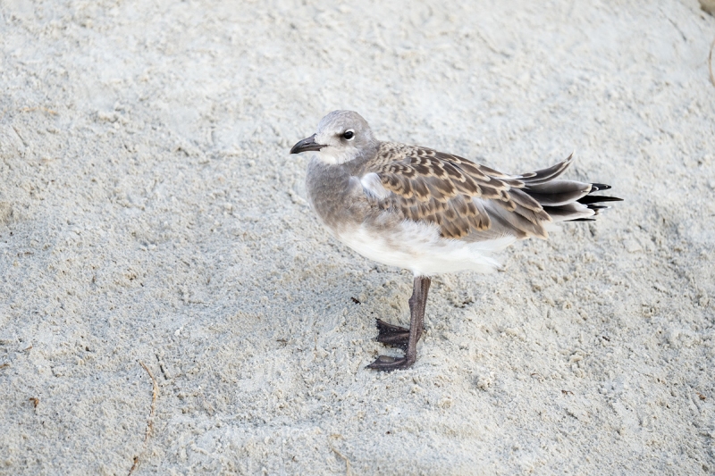 DeRosa-Laughing-Gull-_A1B0631-Jacksonville-FL