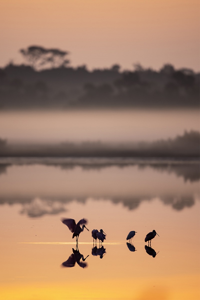 Donna-spoonbill-sunrise-A-_93A1465-1200rs