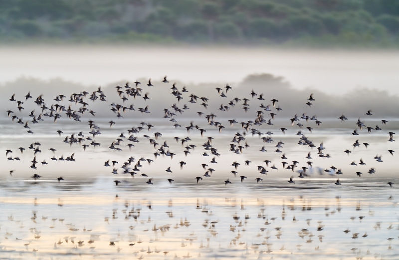 Dunliin-flock-in-pre-dawn-flight-_A9B8835-Merritt-Island-NWR-FL