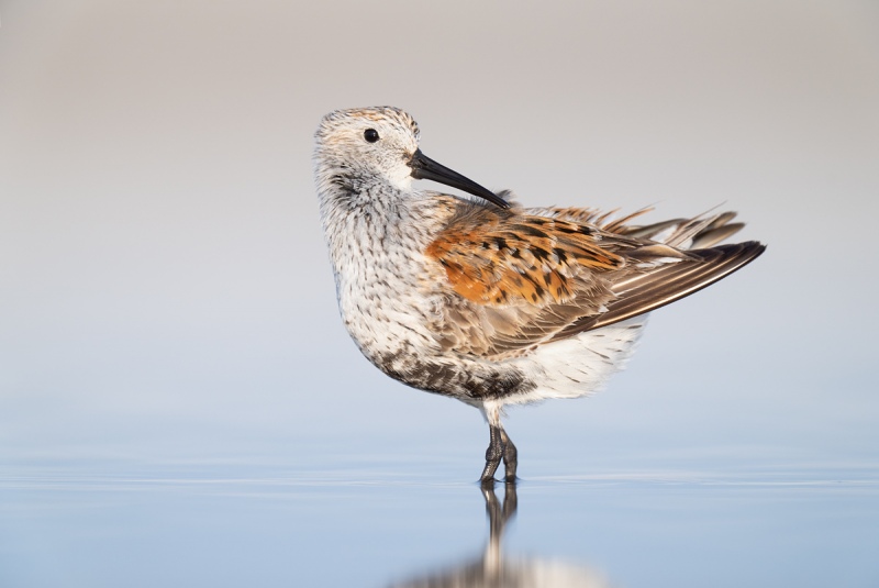 Dunlin-adult-breeding-plumage-preening-_A1A3002-Fort-DeSoto-Park-FL-