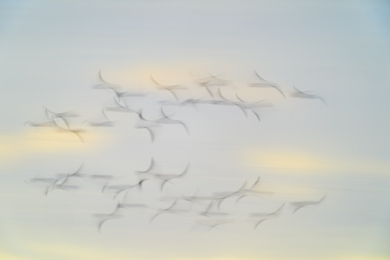 Dunlin-flock-blur-_A9B9377-Merritt-Island-NWR-FL