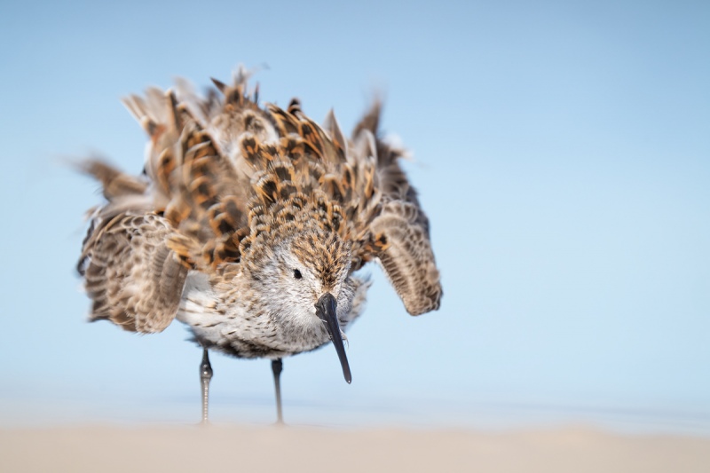 Dunlin-rurffing-_A1A0182-Fort-DeSoto-Park-Tierra-Verde-FL-