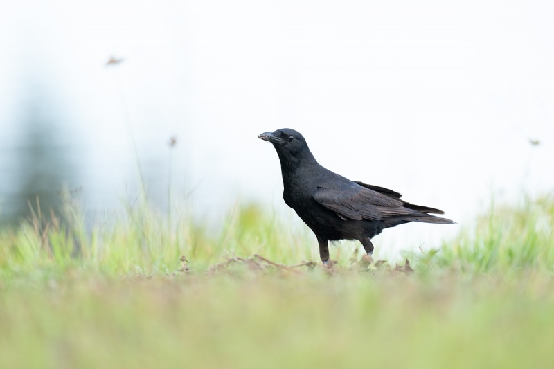 Fish-Crow-at-turtle-nest-_A1B6244-Indian-Lake-Estates-FL-