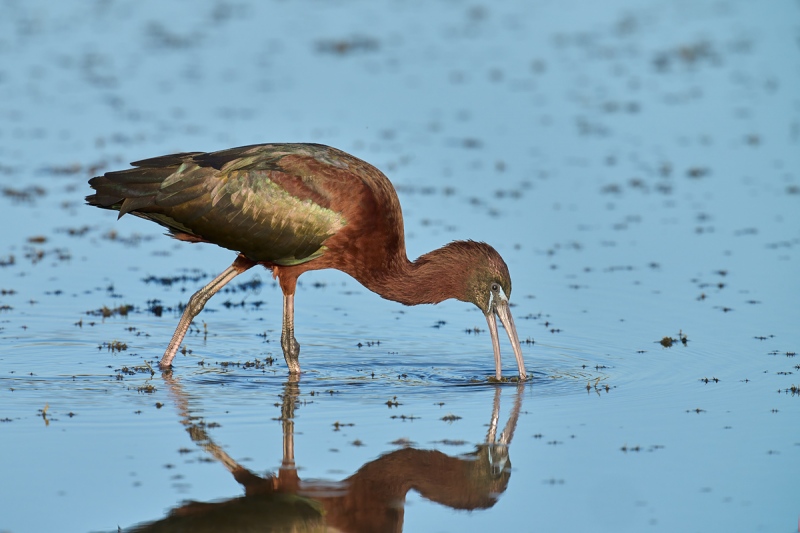 Glossy-Ibis-BS-_DSC1290-Merritt-Island-NWR-FL-1