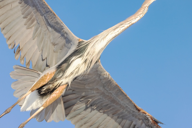 Greaat-Blue-Heron-body-flight-shot-_91A4269-Fort-DeSoto-Park-Tierra-Verde-FL-