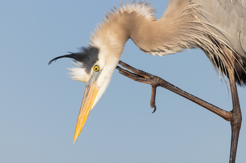 Great-Blue-Heron-tight-scratching