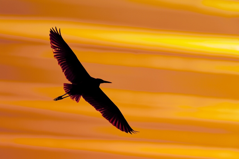 Great-Egret-at-sunset-_A9B8217-Indian-Lake-Estates-FL-1