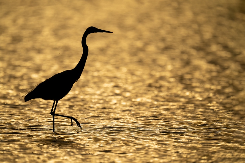 Great-Egret-backlit-hazy-sunrise-_A1B4417-Fort-DeSoto-Park-FL-