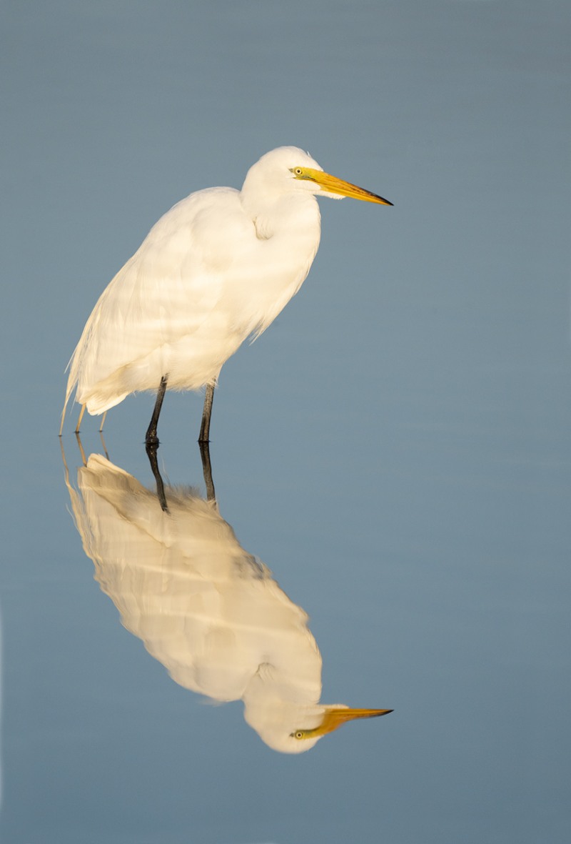 Great-Egret-juvenile-w-reflection-_A1B0871-Fort-DeSoto-Park-Tierra-Verde-FL-