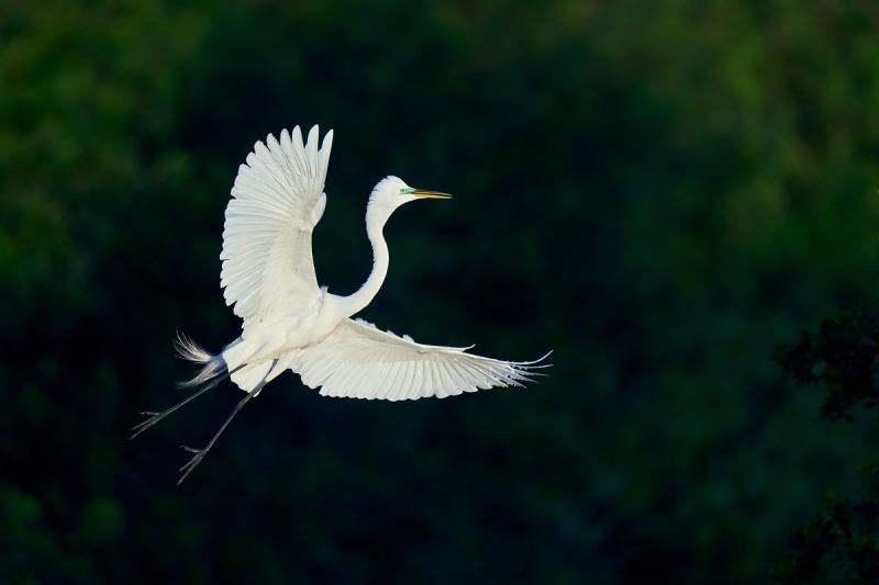 Great-Egret-spotlit-_DSC1559-Merritt-Island-NWR-FL-1