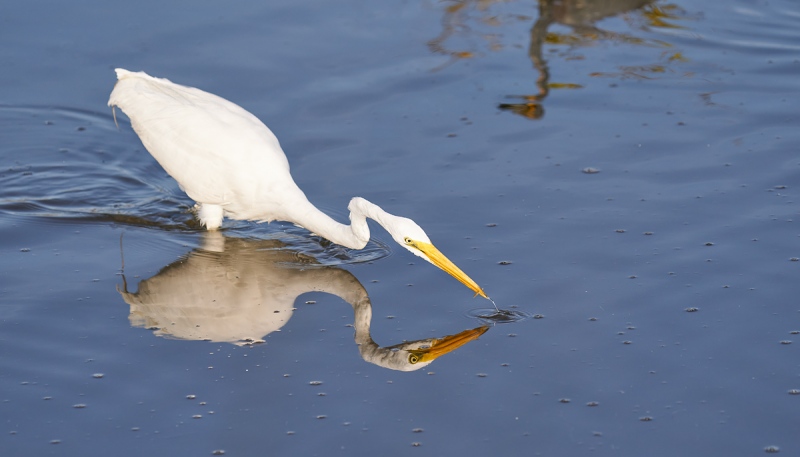 Great-Egret-with-tiny-fish-_A928444-Merritt-Island-NWR-FL